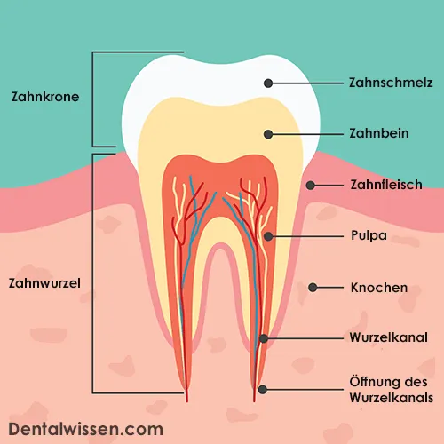 aufbau eines zahns